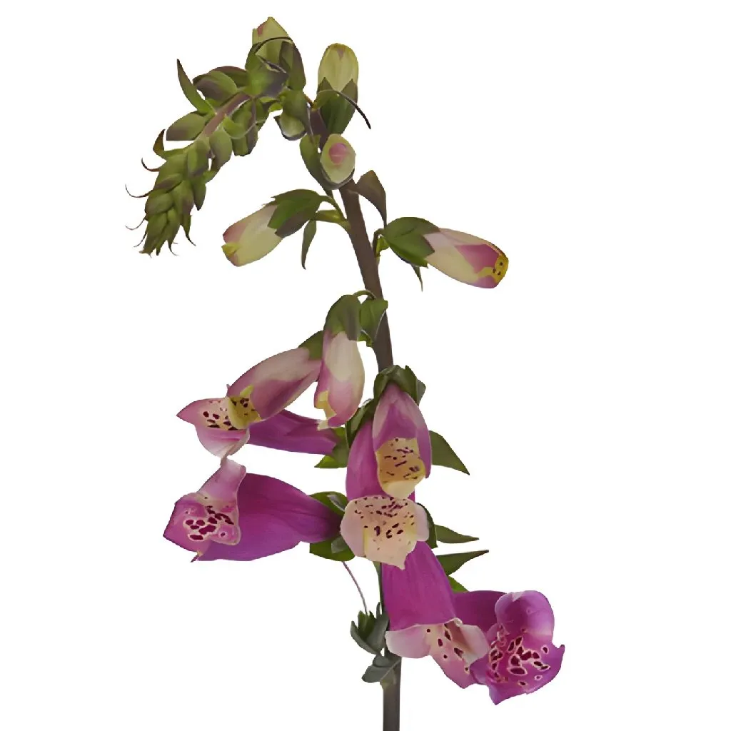 Hot Pink Foxglove Flowers