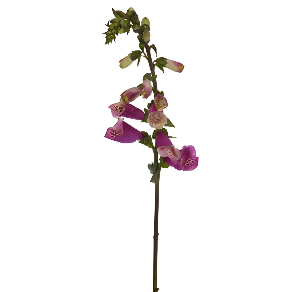 Hot Pink Foxglove Flowers