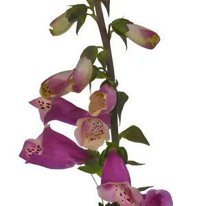Hot Pink Foxglove Flowers